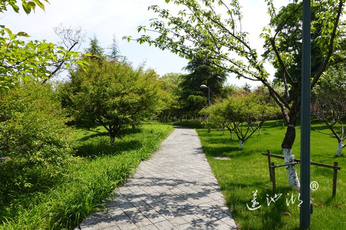 阳澄湖畔四月天-正仪生态湿地