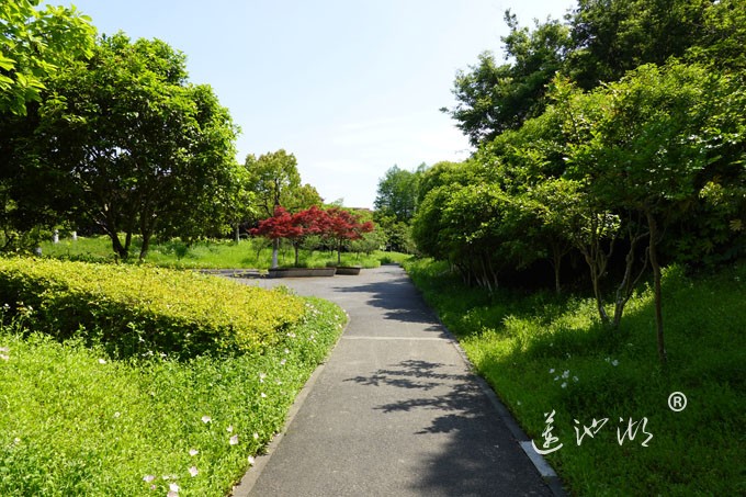 阳澄湖畔四月天-正仪生态湿地