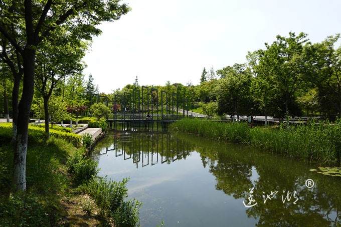 阳澄湖畔四月天-正仪生态湿地