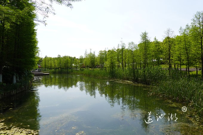 阳澄湖畔四月天-正仪生态湿地