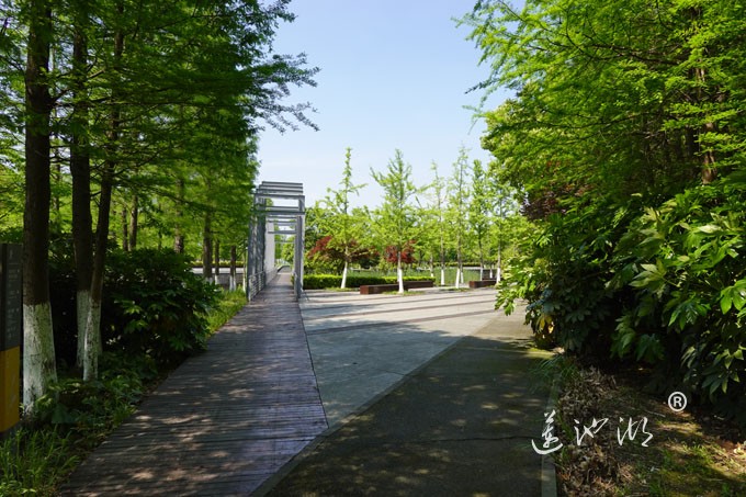 阳澄湖畔四月天-正仪生态湿地