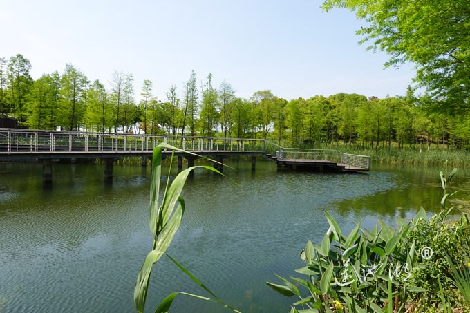 阳澄湖畔四月天-正仪生态湿地