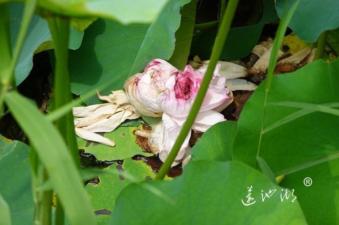 阳澄湖畔并蒂莲开