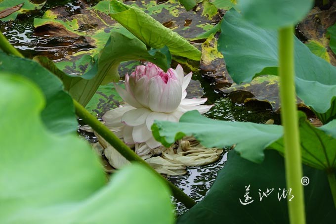 阳澄湖畔并蒂莲开