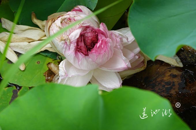 阳澄湖畔并蒂莲开