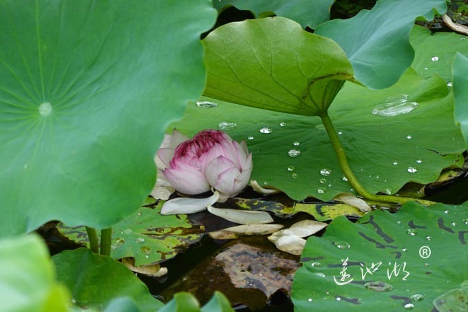 阳澄湖畔并蒂莲开