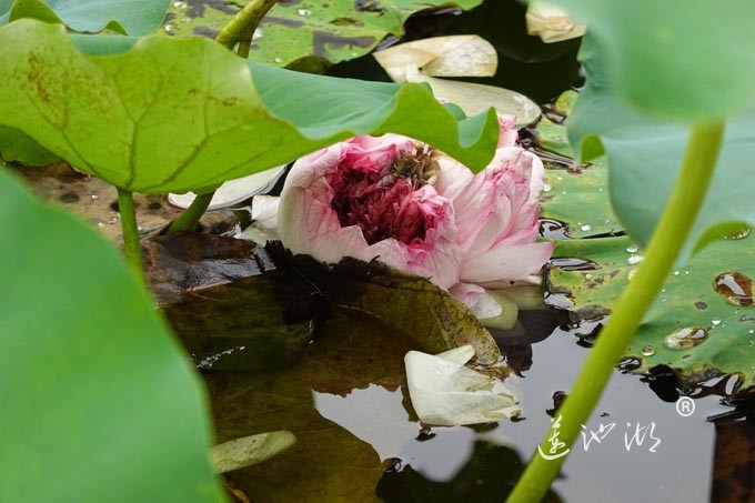 阳澄湖畔并蒂莲开