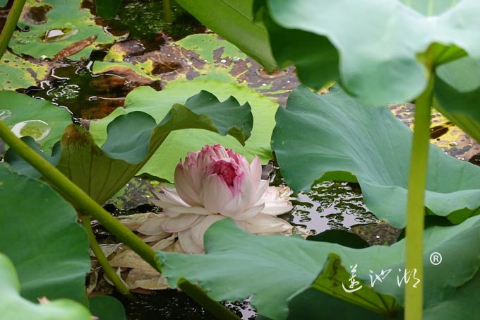 阳澄湖畔并蒂莲开