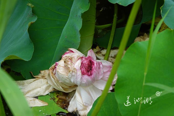 阳澄湖畔并蒂莲开