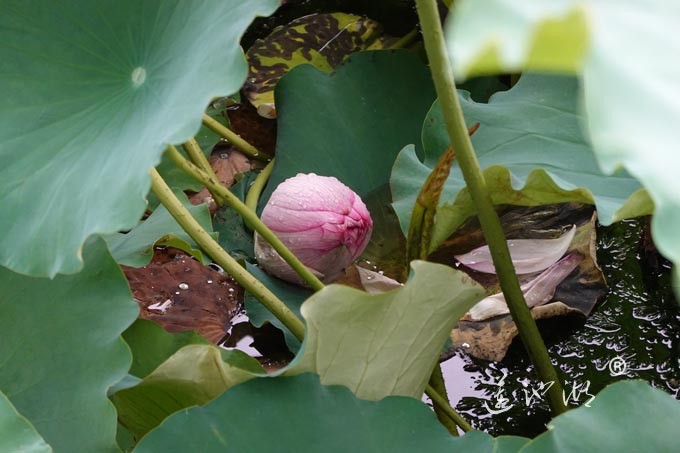 阳澄湖畔并蒂莲开