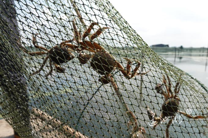 阳澄湖大闸蟹