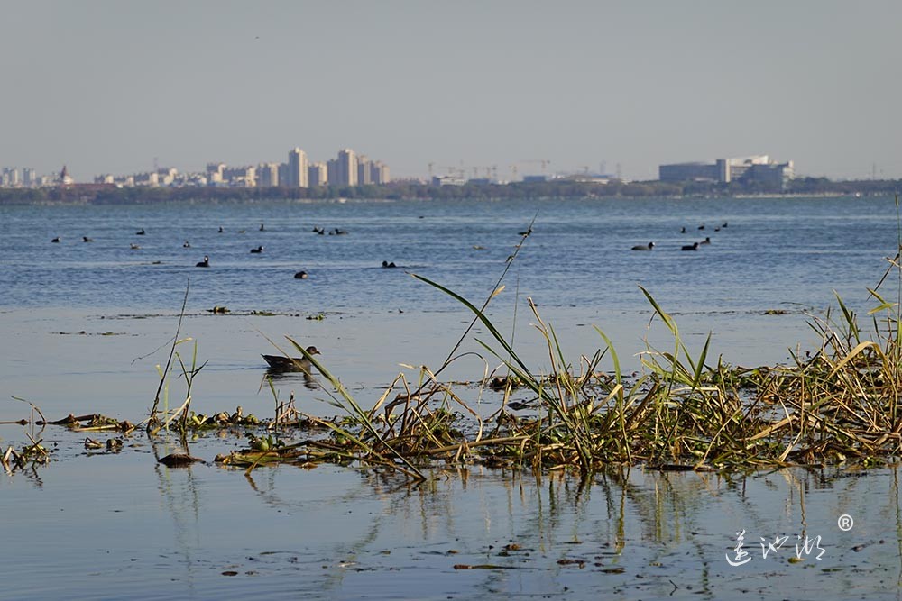 全球极濒危鸟类青头潜鸭首次现身园区