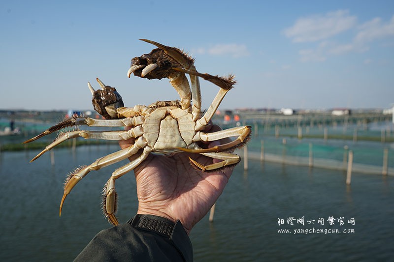 阳澄湖大闸蟹