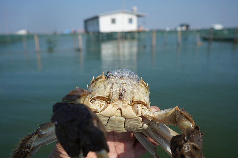 阳澄湖大闸蟹