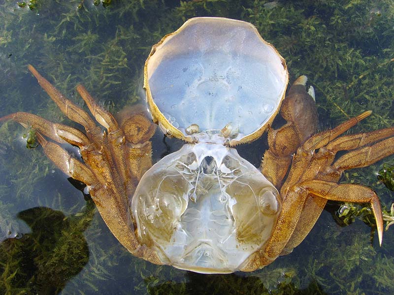 阳澄湖大闸蟹蟹壳