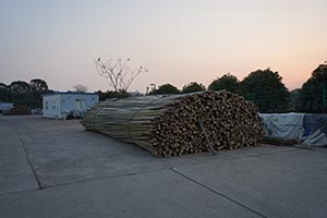 阳澄湖蟹农打桩加固围网实录