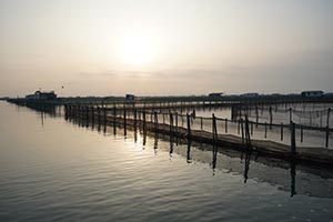 阳澄湖蟹农打桩加固围网实录