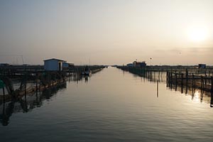 阳澄湖蟹农打桩加固围网实录