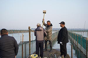 阳澄湖蟹农打桩加固围网实录