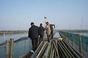 阳澄湖蟹农打桩加固围网实录