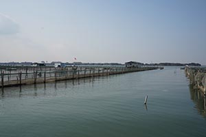 阳澄湖蟹农打桩加固围网实录