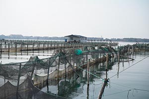 阳澄湖蟹农打桩加固围网实录