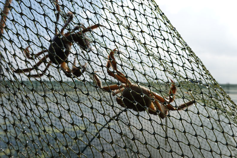 阳澄湖大闸蟹