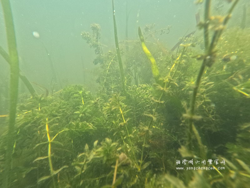 阳澄湖水底的宁静与生机