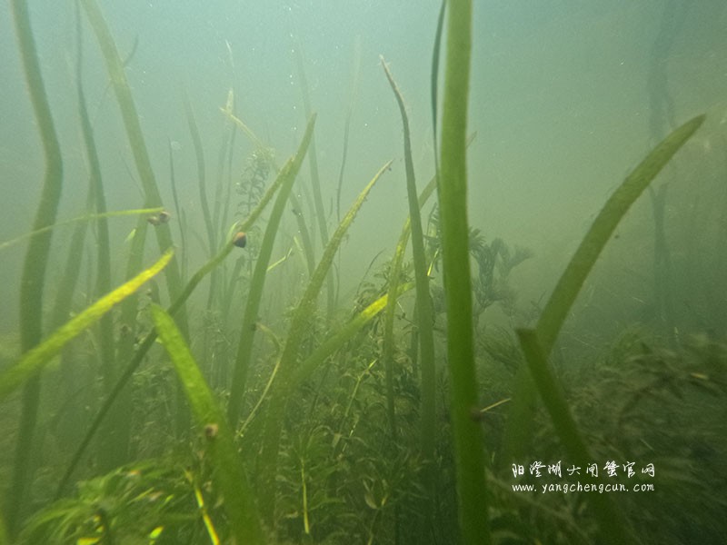 阳澄湖水底的宁静与生机