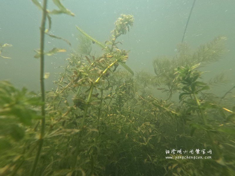 阳澄湖水底的宁静与生机