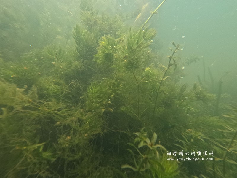 阳澄湖水底的宁静与生机