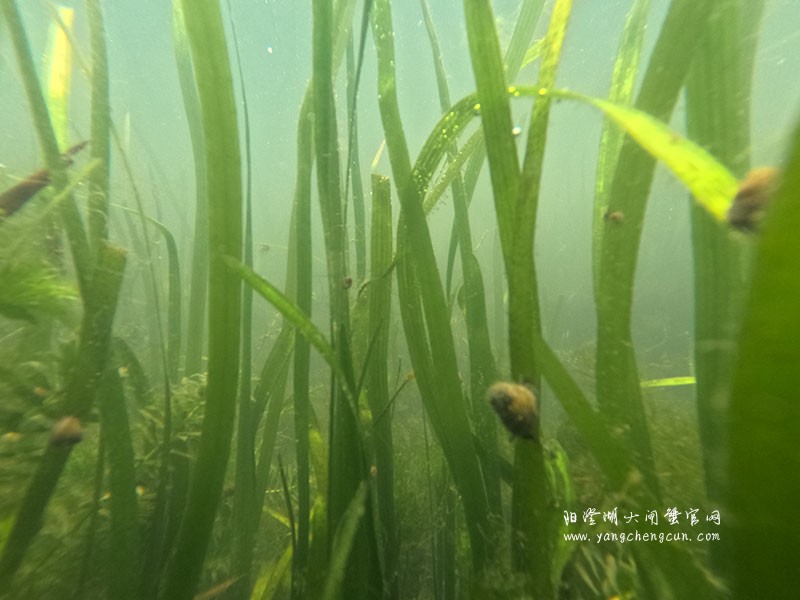 阳澄湖水底的宁静与生机
