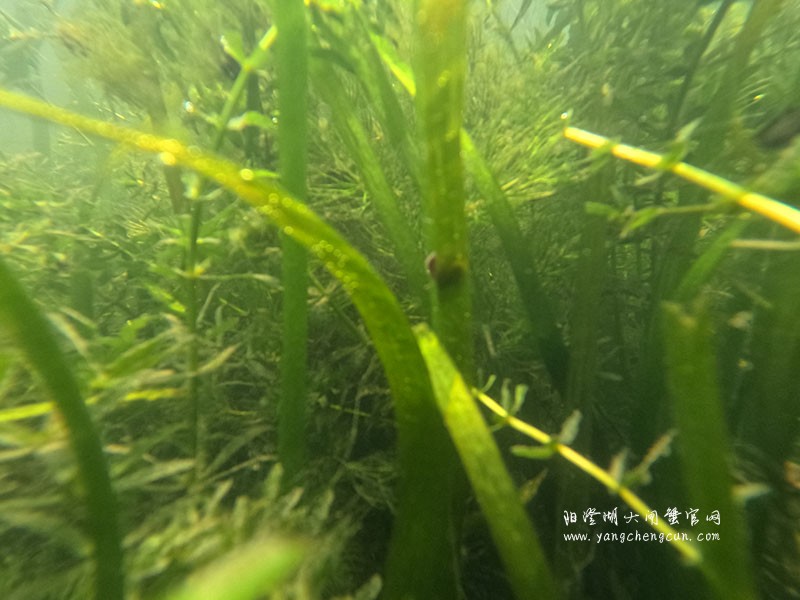 阳澄湖水底的宁静与生机