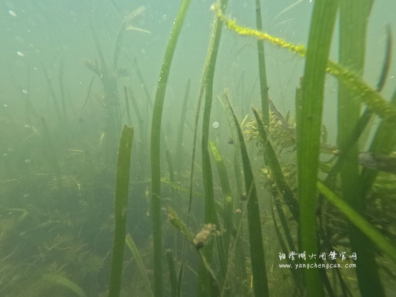 阳澄湖水底的宁静与生机