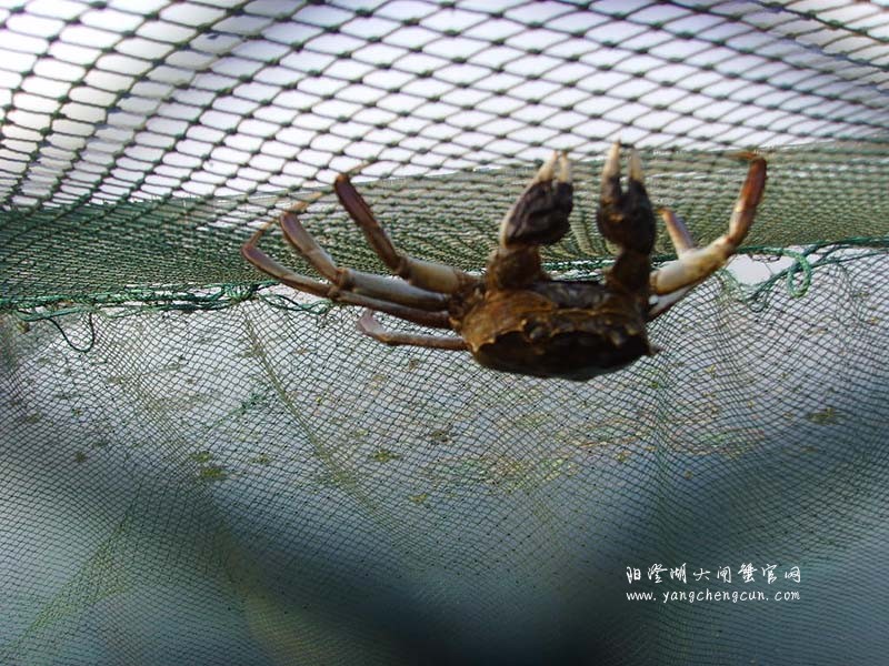 阳澄湖大闸蟹