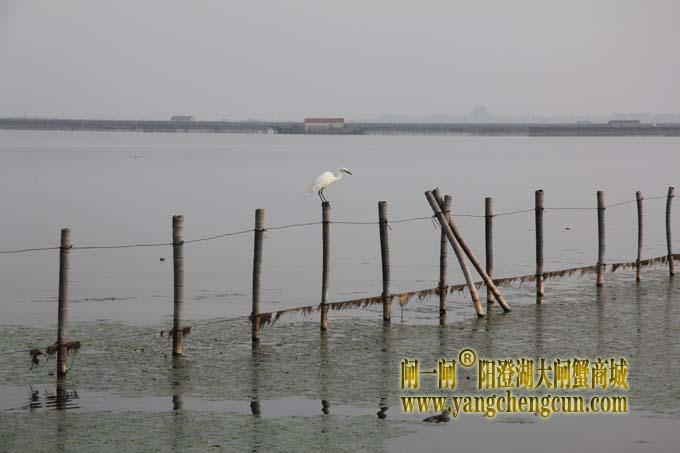 阳澄湖的水鸟