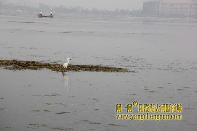 阳澄湖的水鸟