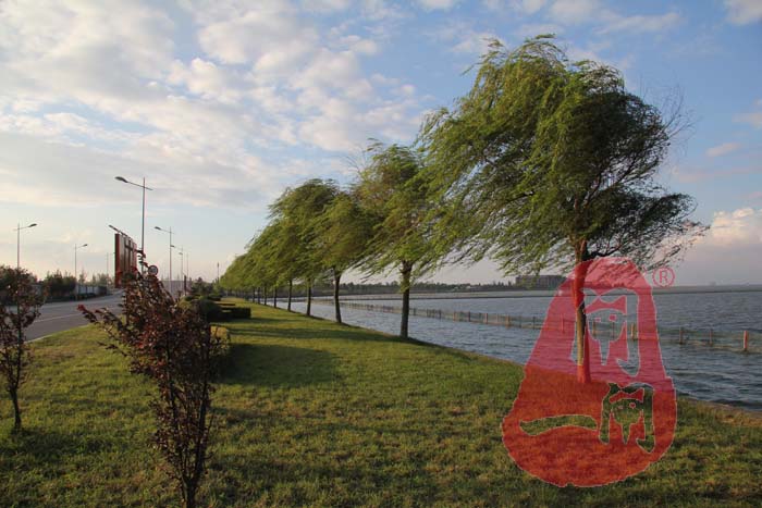 阳澄湖畔岸柳成行（图）