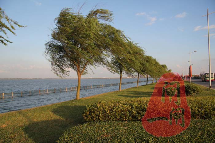 阳澄湖畔岸柳成行（图）