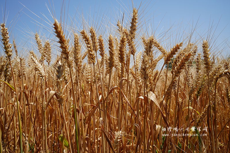金色之梦：阳澄湖畔夏日的麦浪