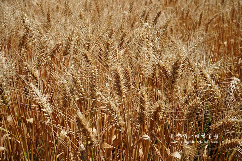 金色之梦：阳澄湖畔夏日的麦浪
