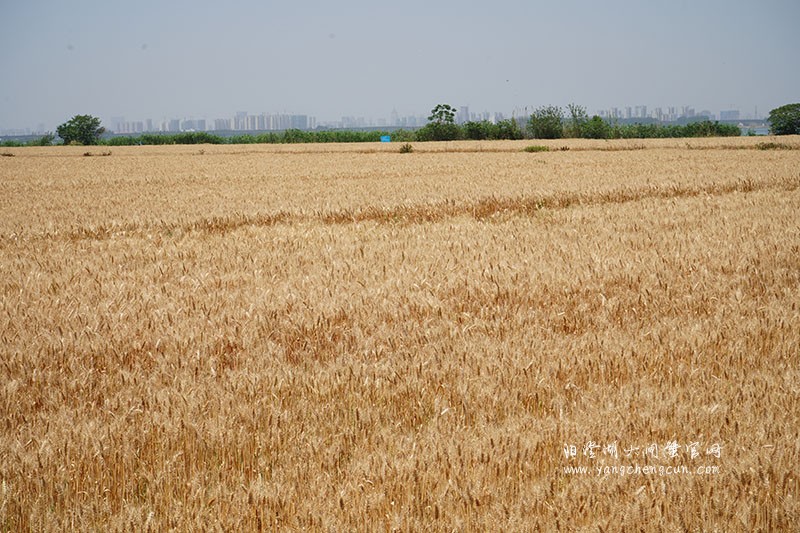 金色之梦：阳澄湖畔夏日的麦浪