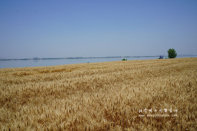 金色之梦：阳澄湖畔夏日的麦浪