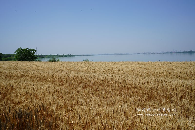 金色之梦：阳澄湖畔夏日的麦浪
