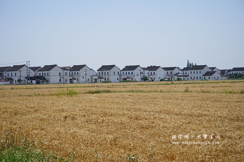 金色之梦：阳澄湖畔夏日的麦浪