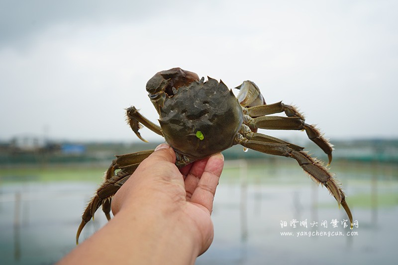阳澄湖大闸蟹