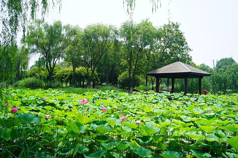 莲池湖：阳澄湖半岛的仙境之美