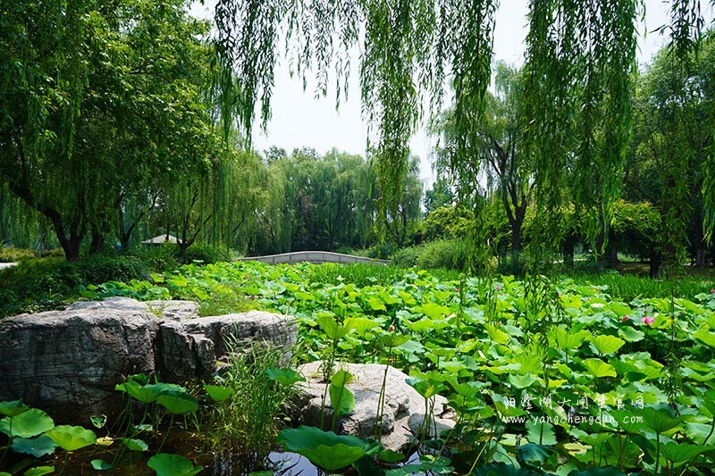 莲池湖：阳澄湖半岛的仙境之美