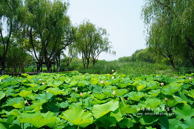 莲池湖：阳澄湖半岛的仙境之美