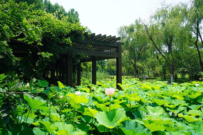 莲池湖：阳澄湖半岛的仙境之美